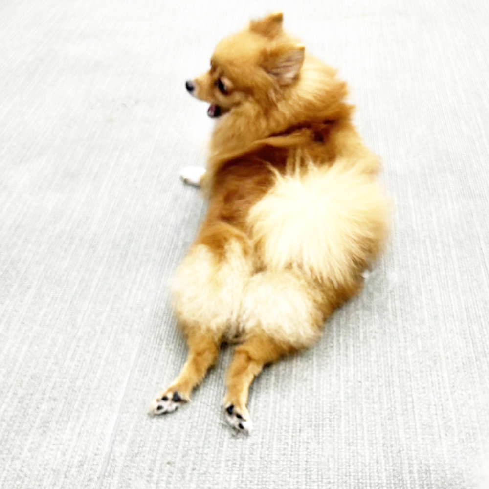 ☆生徒が撮影したモデル犬☆②